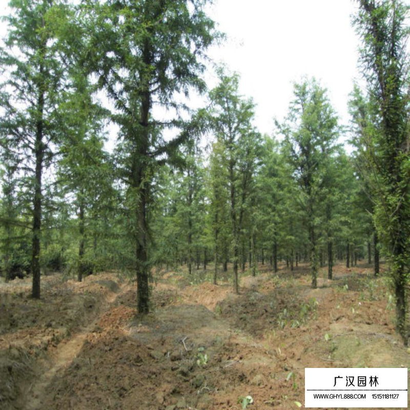 水杉的成長之旅，樹苗的價(jià)格與勵(lì)志之旅的交織。