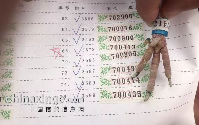 天津南翔信鴿比賽成績揭秘，賽場精英展現(xiàn)風采！
